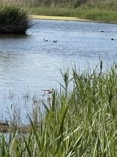 iNaturalist: (c) lmariniello, some rights reserved (CC BY-NC) iNaturalist image