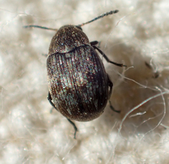 Acanthoscelides margaretae