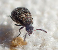 Acanthoscelides margaretae