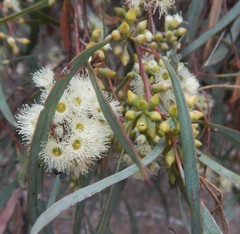 Eucalyptus odorata