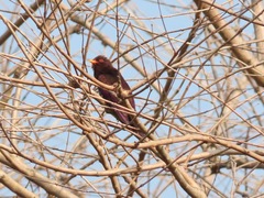 Chrysococcyx xanthorhynchus