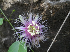 Passiflora serratifolia