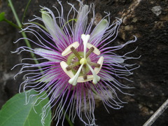 Passiflora serratifolia