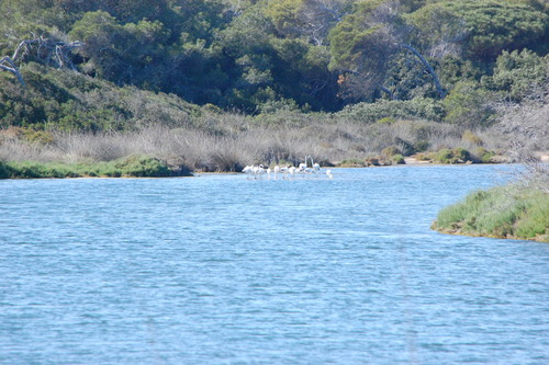 iNaturalist: (c) Vittorio Bellotto, some rights reserved (CC BY-NC), uploaded by Vittorio Bellotto iNaturalist image