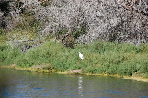 iNaturalist: (c) Vittorio Bellotto, some rights reserved (CC BY-NC), uploaded by Vittorio Bellotto iNaturalist image