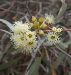 Eucalyptus odorata
