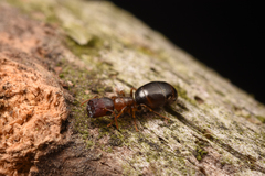 Colobopsis nipponica