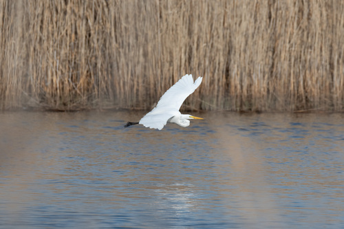 iNaturalist: (c) CristianDL, some rights reserved (CC BY-NC), uploaded by CristianDL iNaturalist image