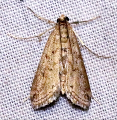 Parapoynx allionealis