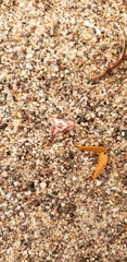 Odontiini