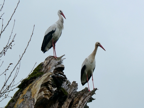 iNaturalist: (c) swsankt, some rights reserved (CC BY-NC), uploaded by swsankt iNaturalist image