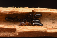 Colobopsis nipponica