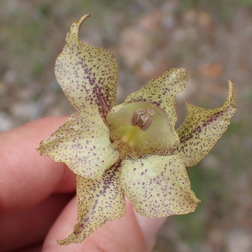 Speckle-brown Afrikaner (Gladiolus maculatus)
