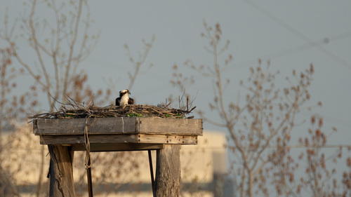 iNaturalist: (c) CristianDL, some rights reserved (CC BY-NC), uploaded by CristianDL iNaturalist image