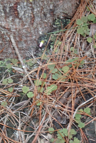 Tile Sorrel (Oxalis imbricata)