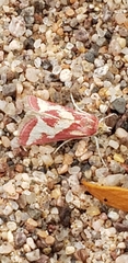 Odontiini