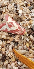Odontiini