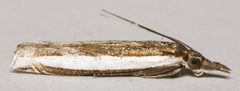 Crambus quinquareatus