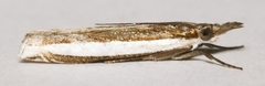 Crambus quinquareatus