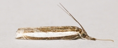 Crambus quinquareatus