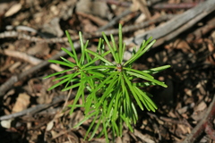 Abies sachalinensis