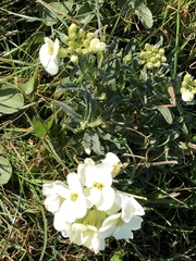 Erysimum concinnum
