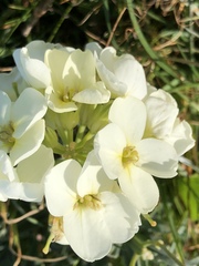 Erysimum concinnum