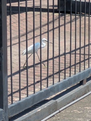 iNaturalist: (c) rachelduckherd, some rights reserved (CC BY-NC) iNaturalist image