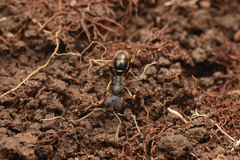 Ectomomyrmex javanus