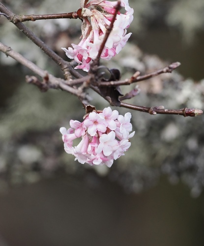 grand viburnum (Viburnum grandiflorum)