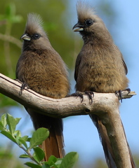Speckled Mousebird photo 3