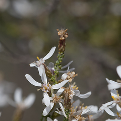 Olearia lepidophylla