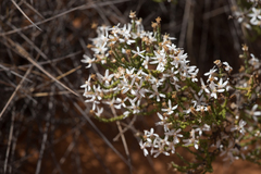 Olearia lepidophylla