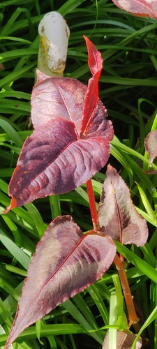 Persicaria microcephala (Persicaria microcephala)