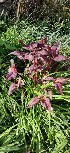 Persicaria microcephala, photograph 3