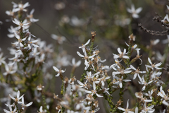Olearia lepidophylla