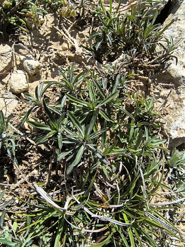 Viola arborescens, photograph 5