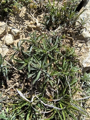 Viola arborescens, photograph (c) jeanjacquesgodon, some rights reserved (CC BY)