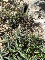 Viola arborescens, photograph (c) jeanjacquesgodon, some rights reserved (CC BY)