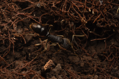 Ectomomyrmex javanus