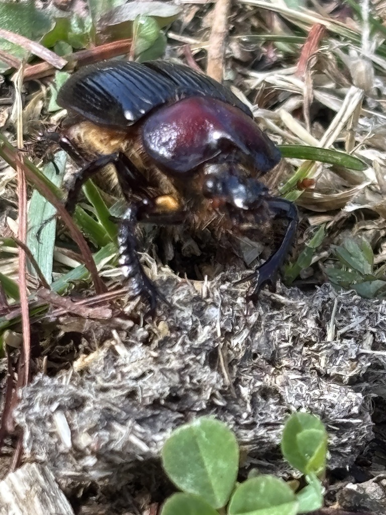 Ceratophyus sulcicornis
