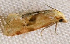 Cochylis