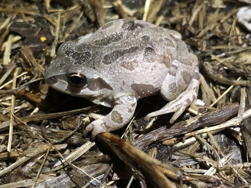 Illinois Chorus Frog