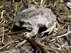 Pseudacris illinoensis