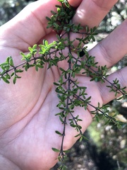 Coprosma microcarpa