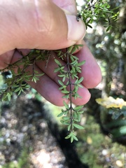 Coprosma microcarpa