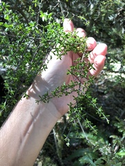 Coprosma microcarpa