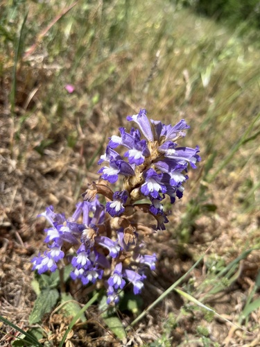 Egyptian broomrape (Phelipanche aegyptiaca)
