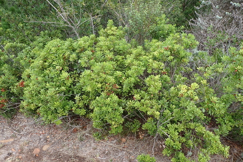 Peninsula Waxberry (Morella diversifolia)