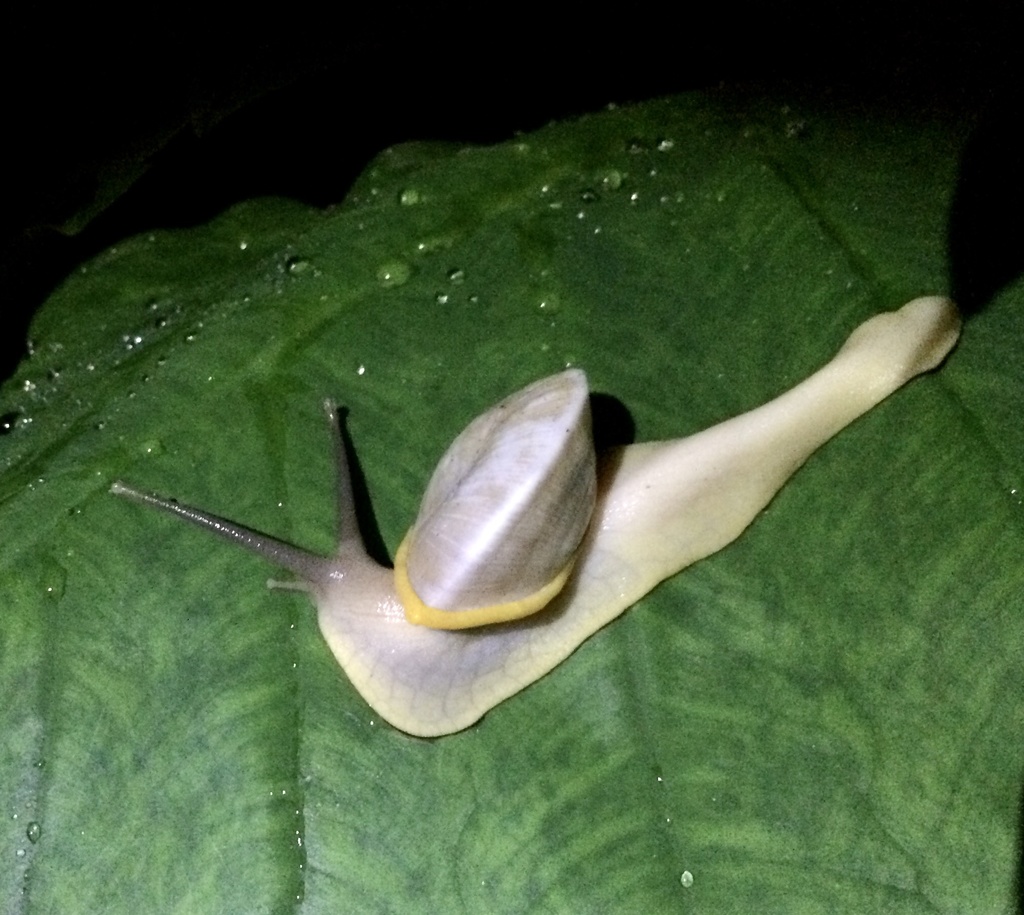 Parthena acutangula